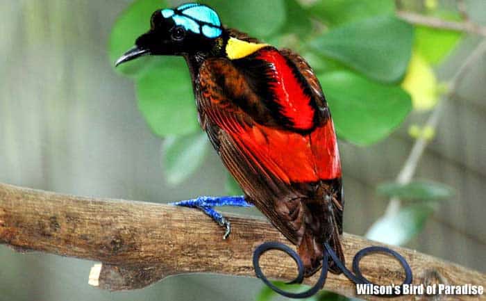 Wilson's bird-of-paradise perched on a branch showing bright red body, black wings, yellow neck patch, and turquoise crown