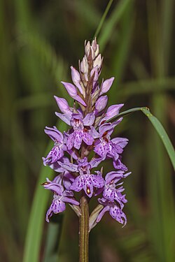 Épi d'un orchis de Fuchs, orchidée calcicole eurosibérienne. (définition réelle 2&nbsp;531&nbsp;×&nbsp;3&nbsp;792)
