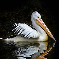 Pelicans & Frigate Birds (Pelecaniformes)