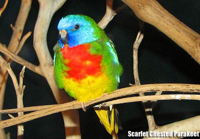 Scarlet-chested parakeet perched among branches displaying bright red chest, green wings, yellow belly, and blue face