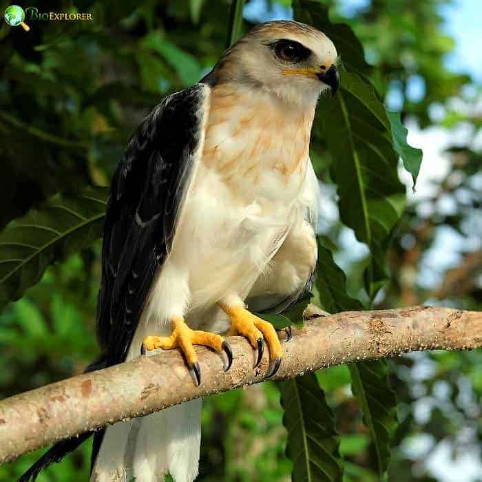 Sulawesi Hawk Eagle Sulawesi Hawk Eagle