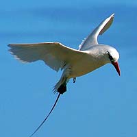 Tropicbirds (Phaethontiformes)