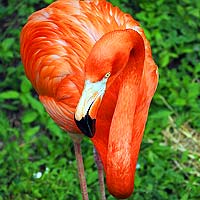 Flamingos (Phoenicopteriformes)