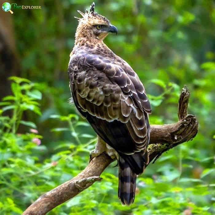 Legge's Hawk Eagle Legge's Hawk Eagle