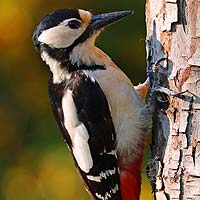 Woodpeckers (Piciformes)