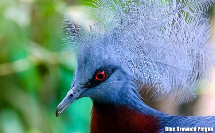Blue crowned pigeon close-up showing soft blue plumage, lacy crest feathers, red eye, and dark maroon chest