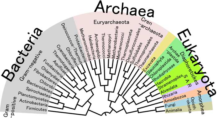 3 Domains of Life Tree 3 Domains of Life Tree