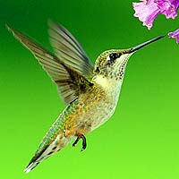 Hummingbirds & Swifts (Apodiformes)