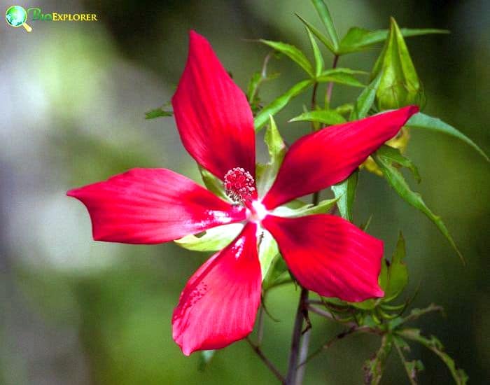 Scarlet Rosemallow (Hibiscus Coccineus) Scarlet Rosemallow (Hibiscus Coccineus)