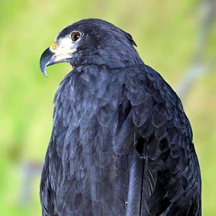 Solitary Eagle Solitary Eagle