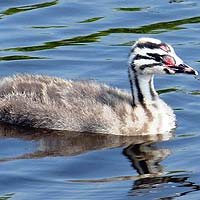 Grebes (Podicipediformes)