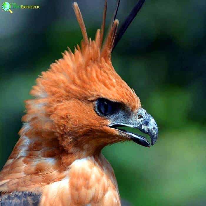 Javan Hawk Eagle Javan Hawk Eagle