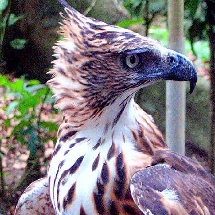 Northern Philippine Hawk Northern Philippine Hawk