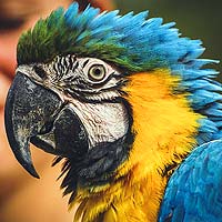 Parrots (Psittaciformes)