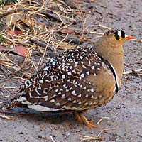Sandgrouses (Pteroclidiformes)