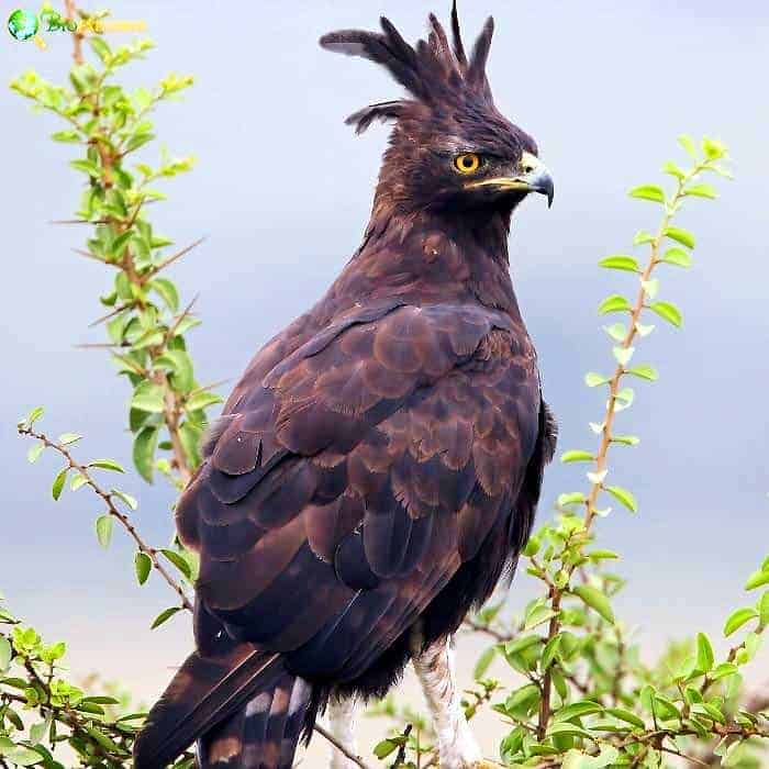 Long Crested Eagle Long Crested Eagle