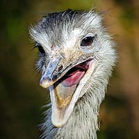 Rheas or Nandus (Rheiformes)