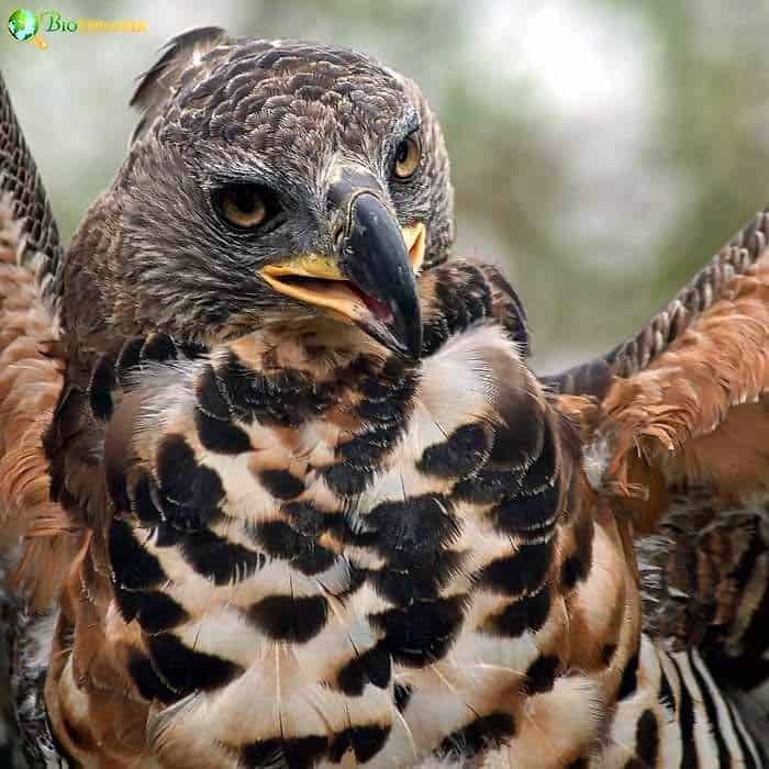 Crowned Hawk Eagle Crowned Hawk Eagle