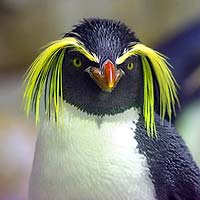 Penguins (Sphenisciformes)