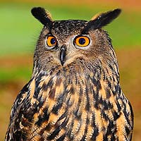 Owls (Strigiformes)