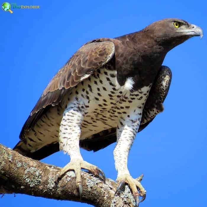 Martial Eagle Martial Eagle