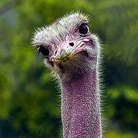 Ostriches (Struthioniformes)
