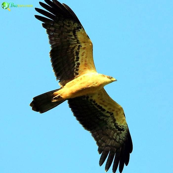 Ayres's Hawk Eagle Ayres's Hawk Eagle