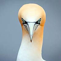 Boobies & Gannets (Suliformes)