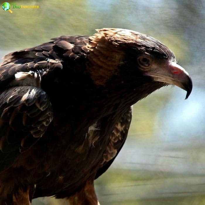 Little Eagle Little Eagle