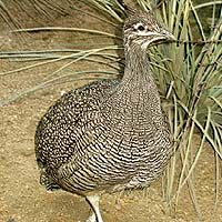 Tinamous (Tinamiformes)