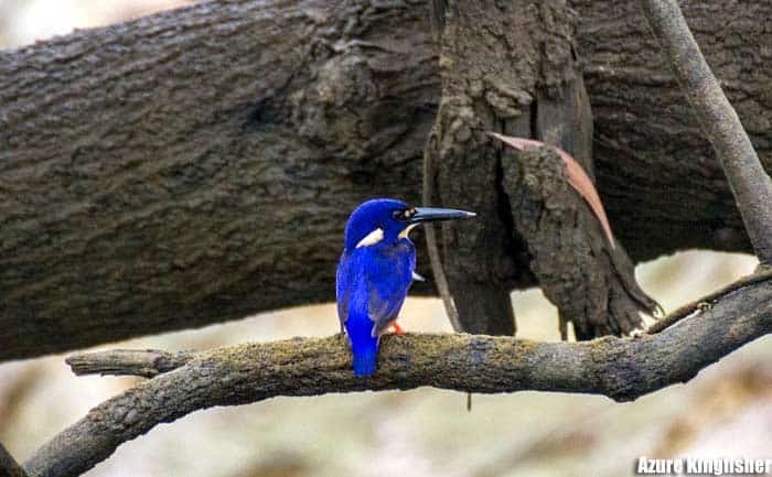 Blue azure kingfisher perched on a branch showing deep cobalt blue plumage, white throat patch, and long black bill
