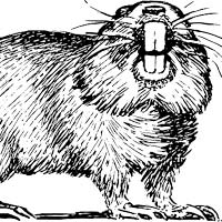 4. Body covered with hair