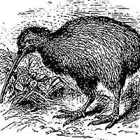 Kiwis & Extinct Birds (Apterygiformes)