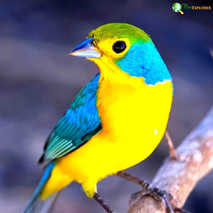 Orange Breasted Bunting