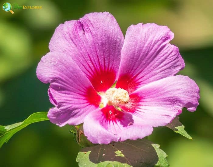 Swamp Rose Mallow (Hibiscus Moscheutos) Swamp Rose Mallow (Hibiscus Moscheutos)