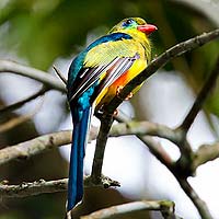 Trogons & Quetzals (Trogoniformes)