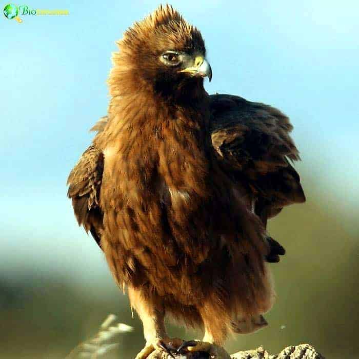 Booted Eagle Booted Eagle