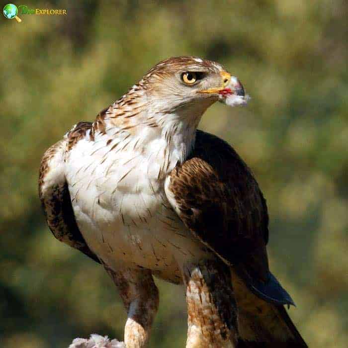 Bonelli's Eagle Bonelli's Eagle