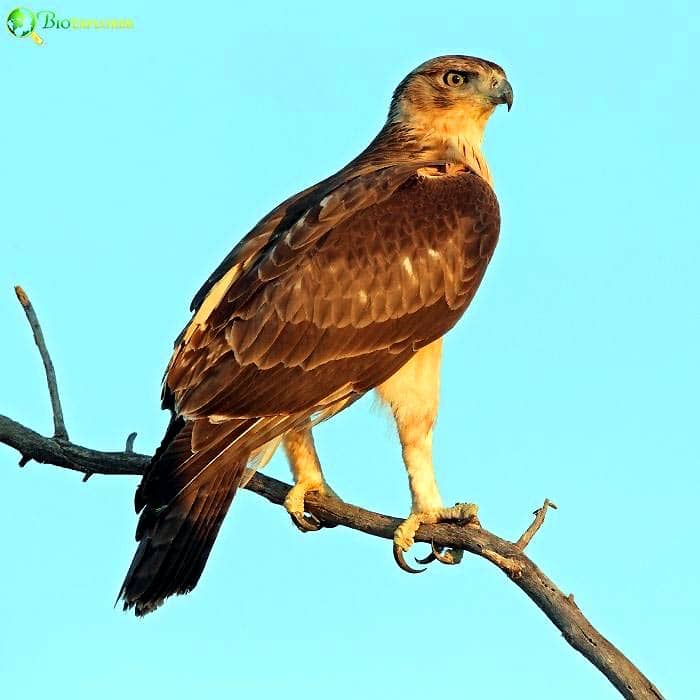 African Hawk Eagle African Hawk Eagle