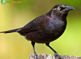 Common Grackle