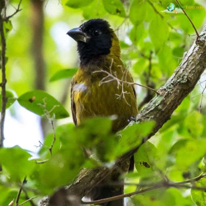 Crimson Collared Grosbeak