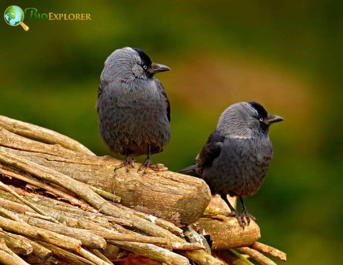Eurasian Jackdaw Eurasian Jackdaw