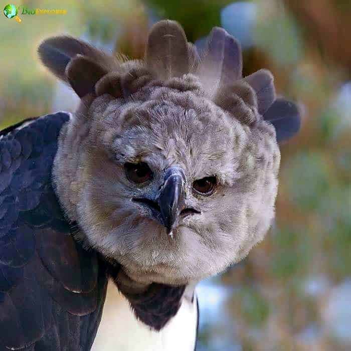 Harpy Eagle Harpy Eagle