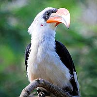 Hornbills & Hoopoes (Coraciiformes)