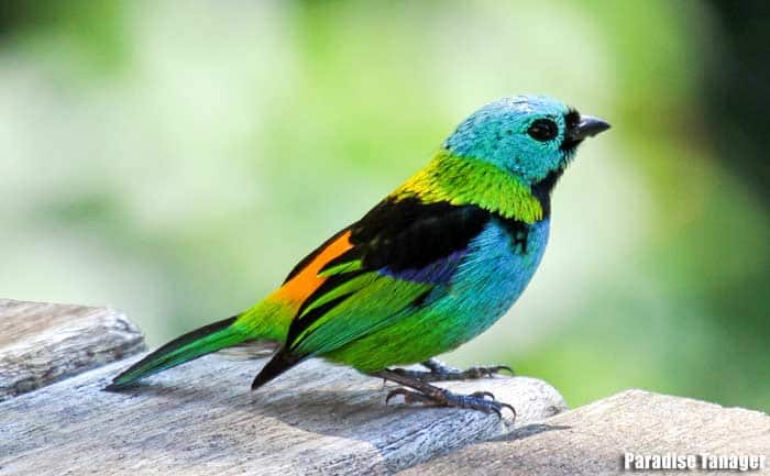 Paradise tanager perched on a wooden rail displaying turquoise blue body, green back, black wings, and orange rump