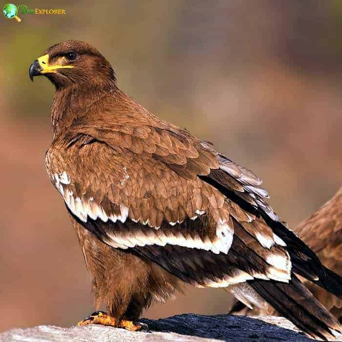 Steppe Eagle Steppe Eagle