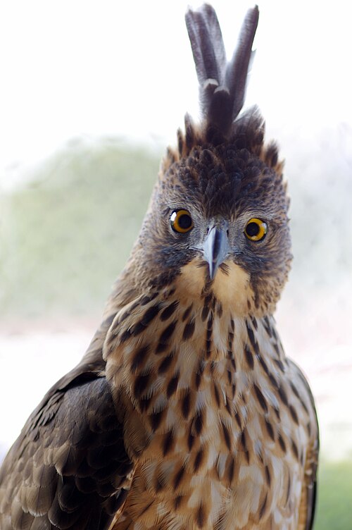 File:Pinskers hawk eagle 1.jpg