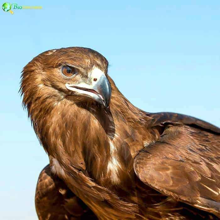 Greater Spotted Eagle Greater Spotted Eagle
