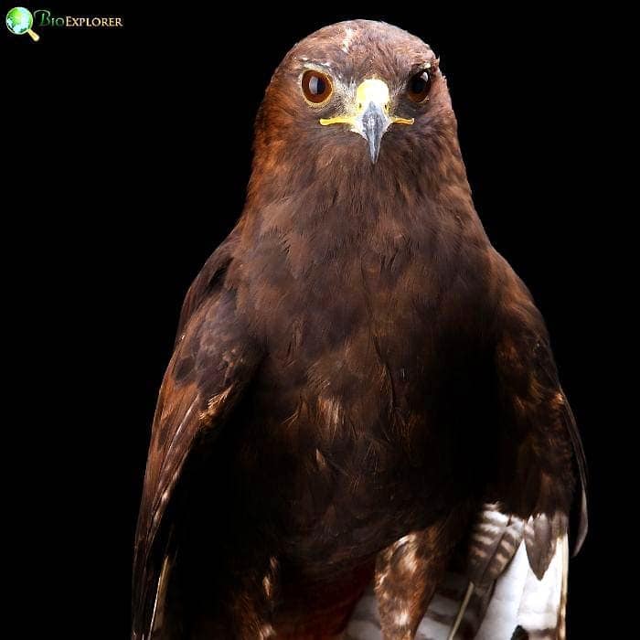 Lesser Spotted Eagle Lesser Spotted Eagle