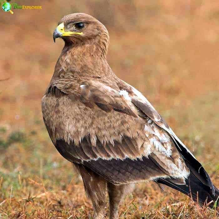 Indian Spotted Eagle Indian Spotted Eagle